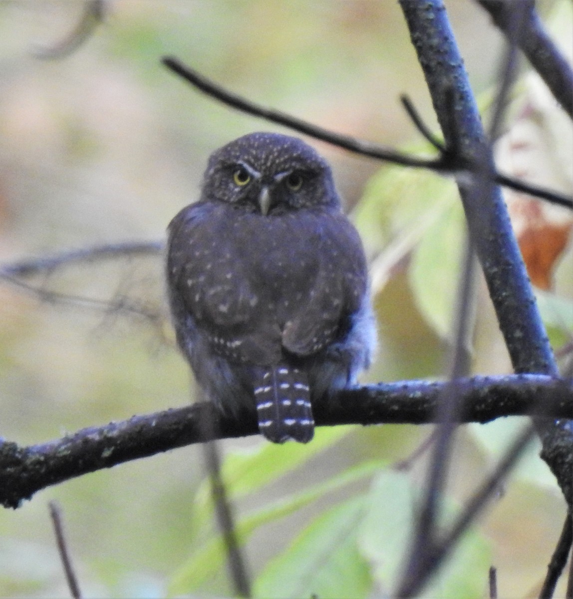 Northern Pygmy-Owl - ML180622411