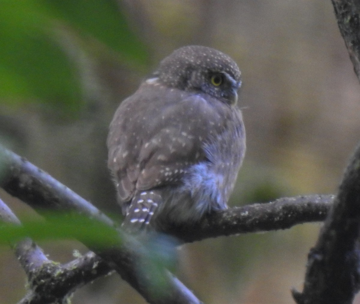 Northern Pygmy-Owl - ML180622471