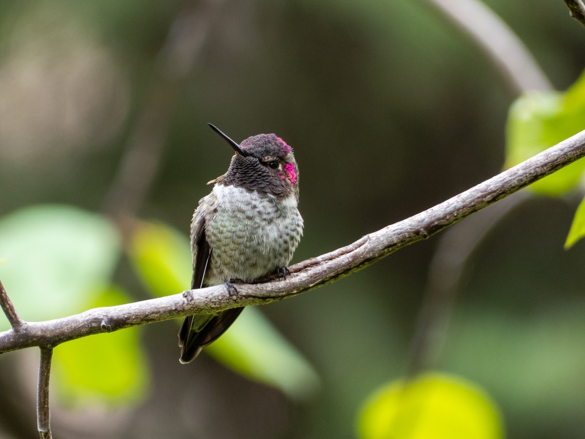 Anna's Hummingbird - Scott O'Donnell