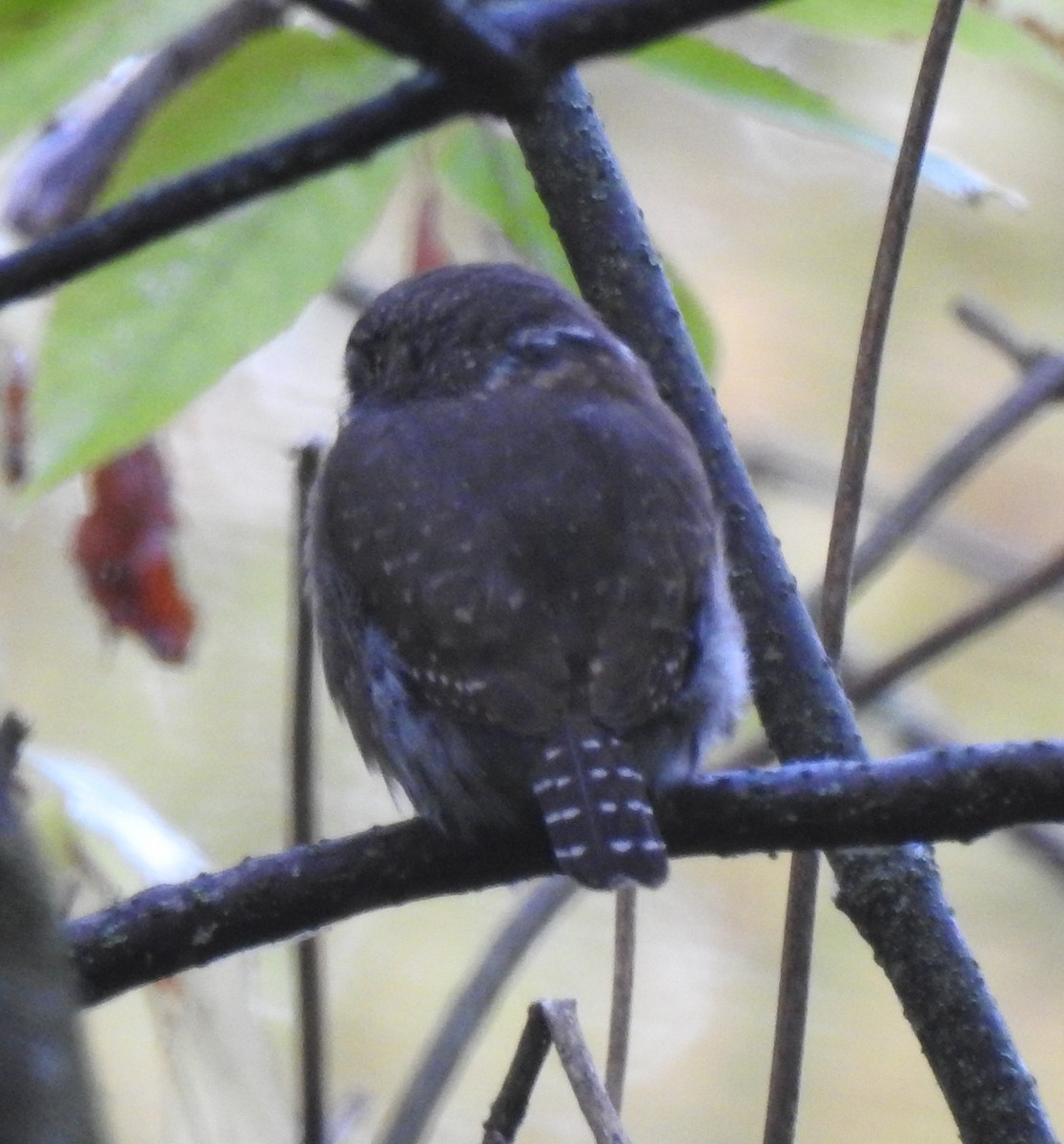 Northern Pygmy-Owl - ML180622501