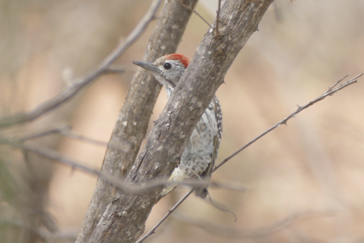 Cardinal Woodpecker - ML180623761