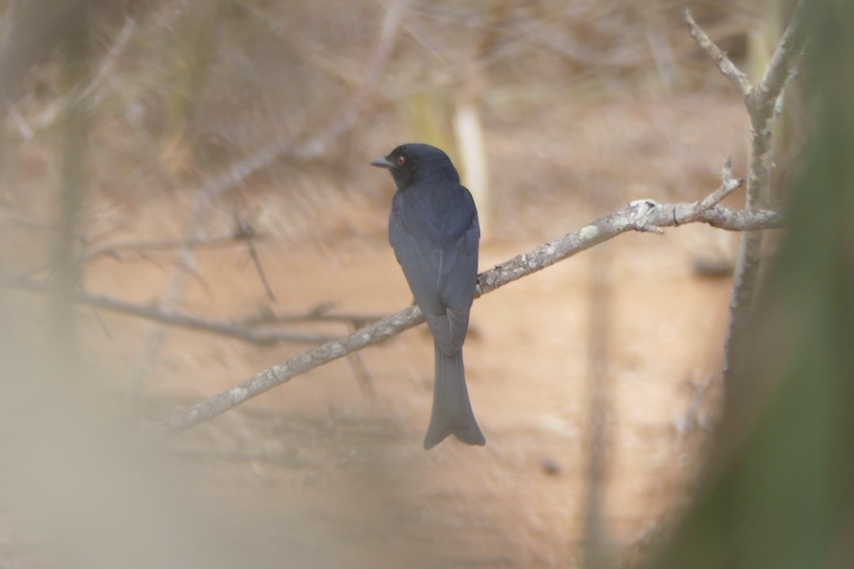 Fork-tailed Drongo - ML180623871
