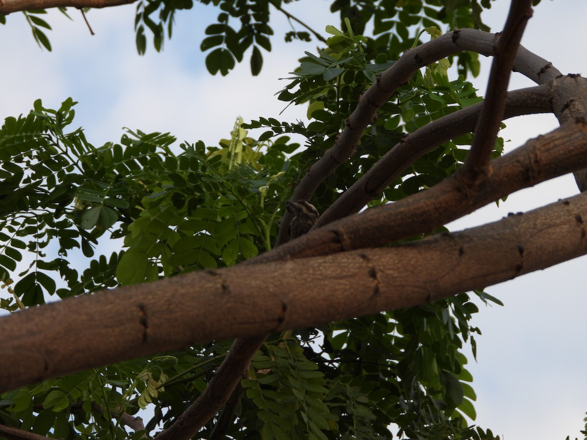 Sunda Pygmy Woodpecker - Raj Bhatt
