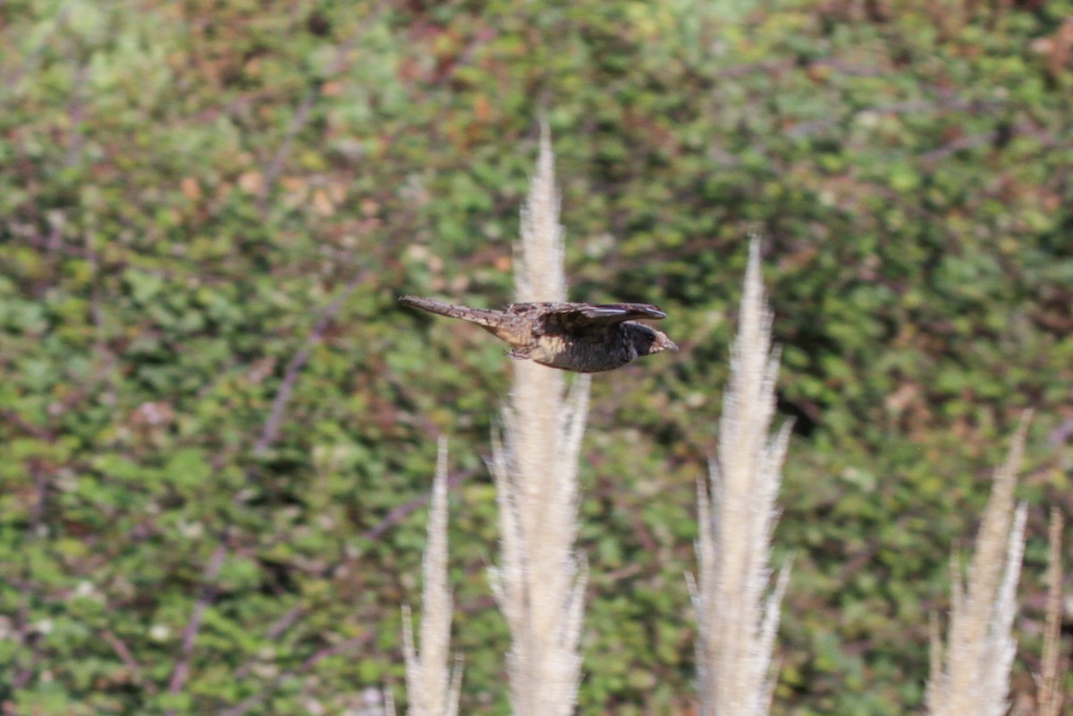 Band-winged Nightjar (Austral) - ML180628641