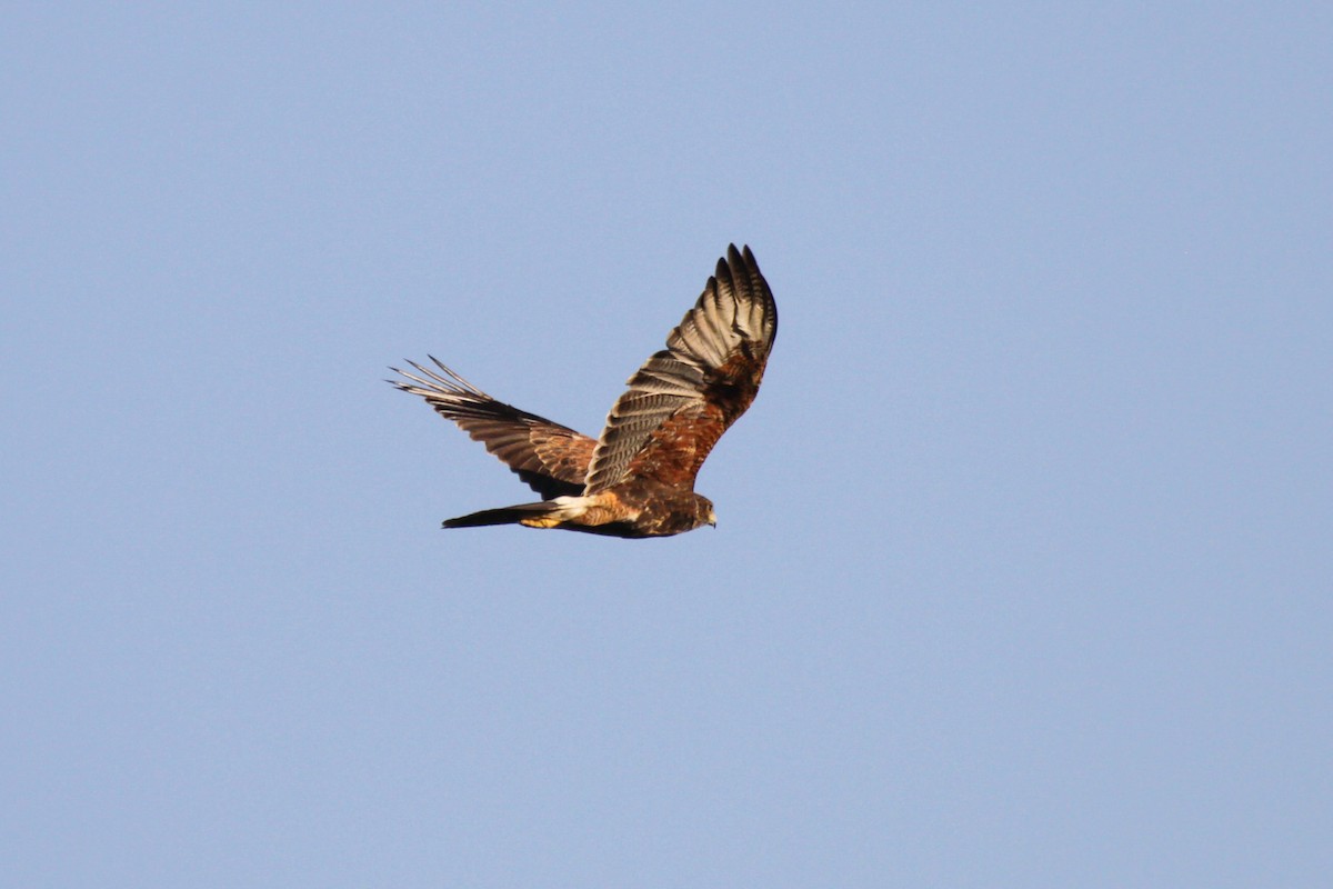Harris's Hawk (Bay-winged) - Tommy Pedersen