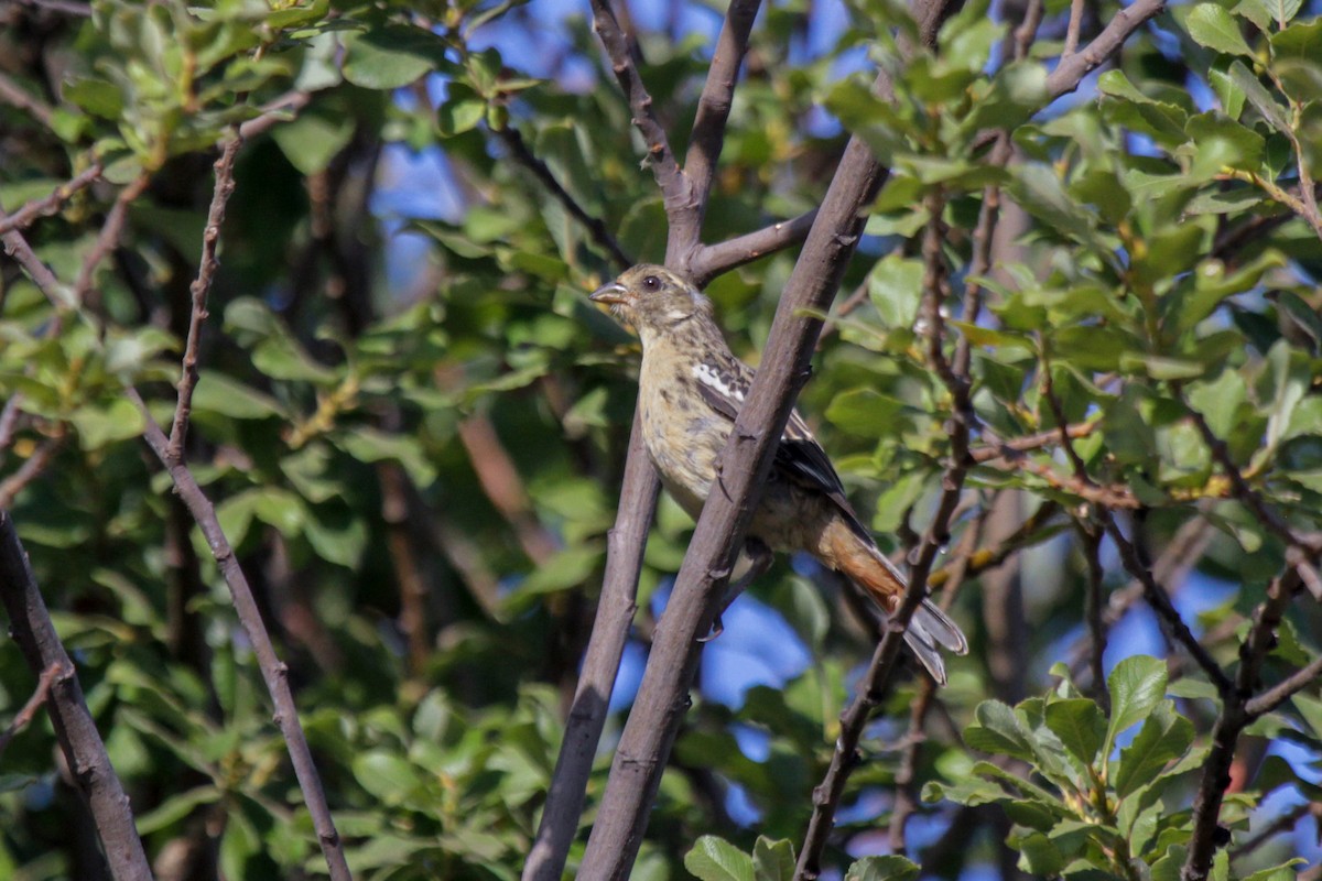 Rufous-tailed Plantcutter - ML180628711