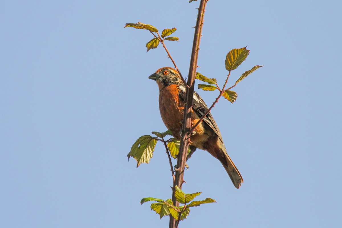 Rufous-tailed Plantcutter - ML180628731