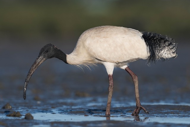 australisk ibis - eBird