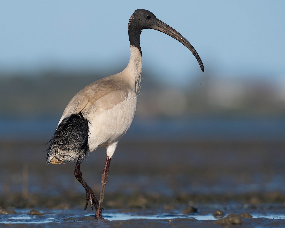 ibis australský - ML180629511