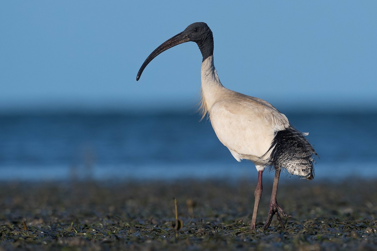 ibis australský - ML180629531