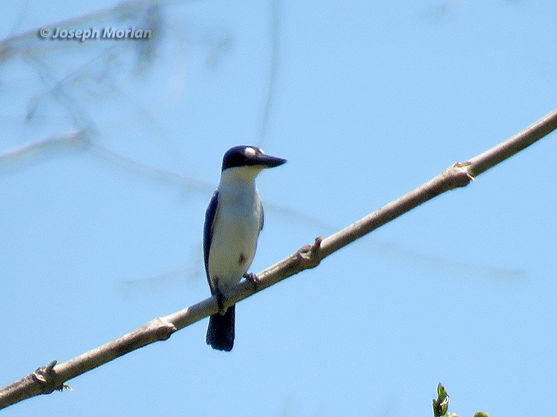Forest Kingfisher - ML180630061