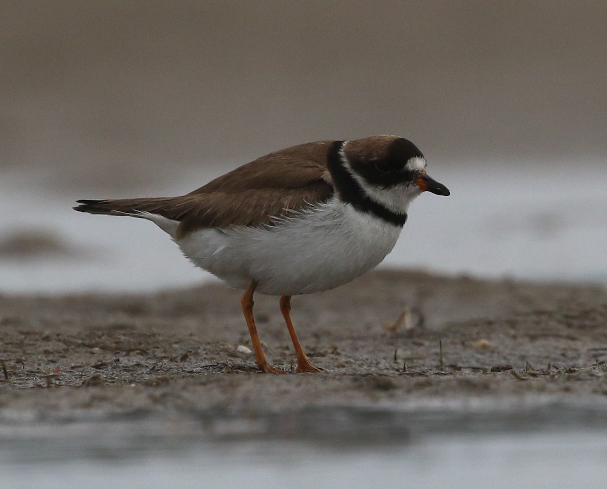 Semipalmated Plover - ML180630221
