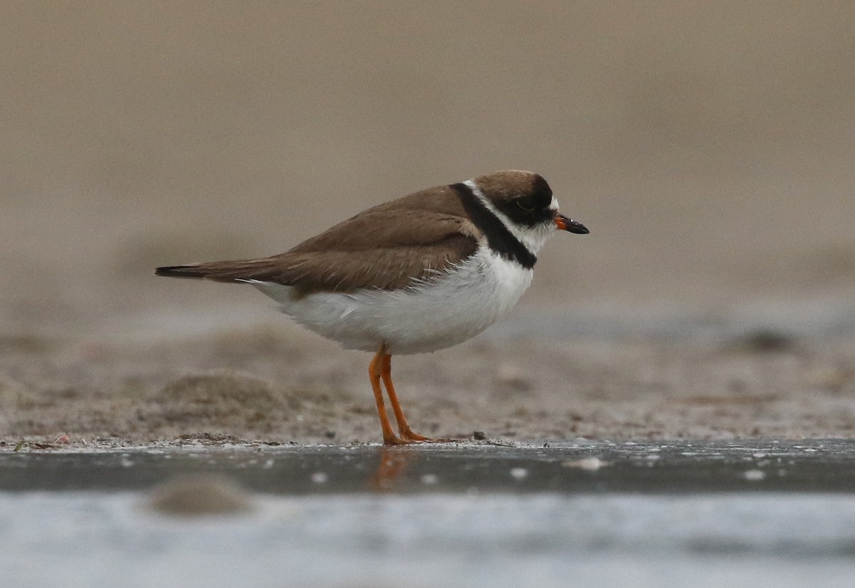 Semipalmated Plover - ML180630261