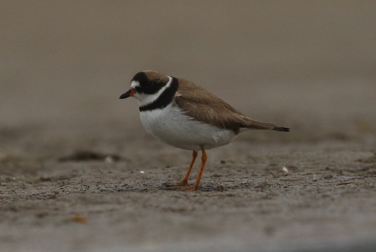 Semipalmated Plover - ML180630271