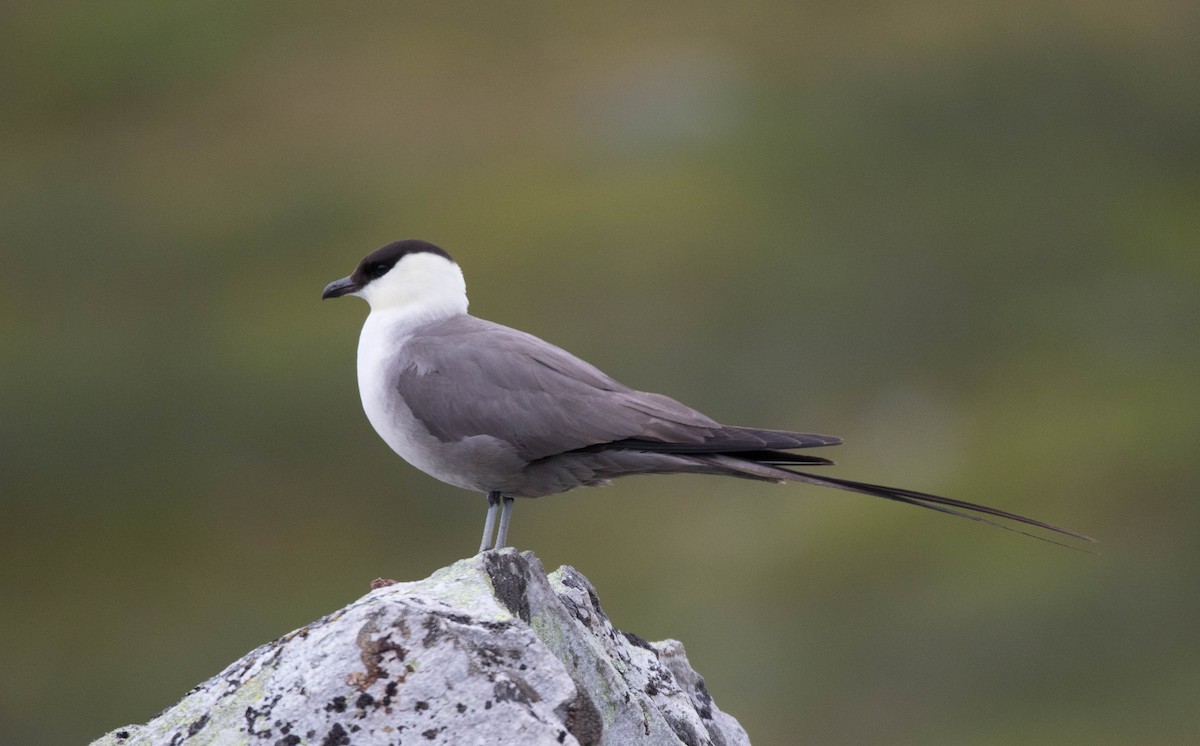 Long-tailed Jaeger - ML180631931