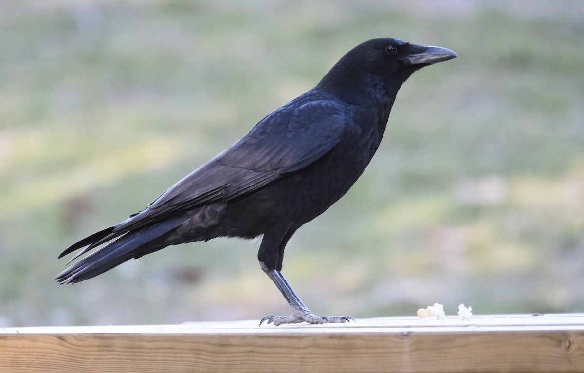 Carrion Crow - Miguel Rouco