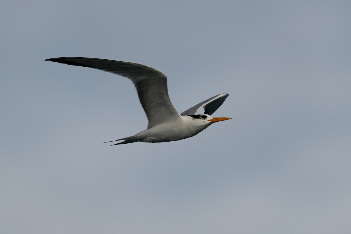 Lesser Crested Tern - ML180634661