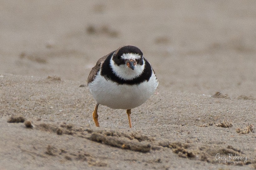 Semipalmated Plover - ML180636271