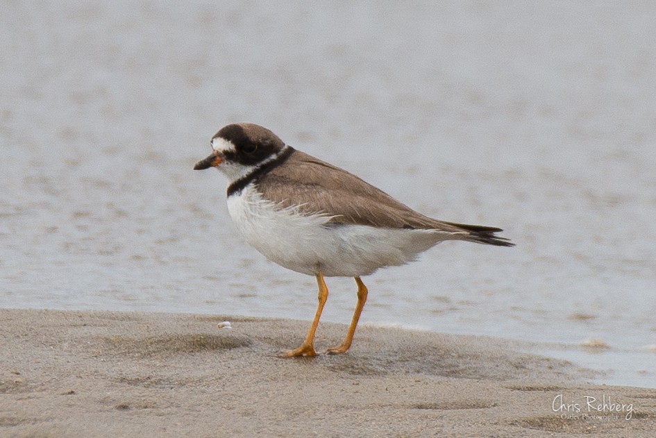 Semipalmated Plover - ML180636281