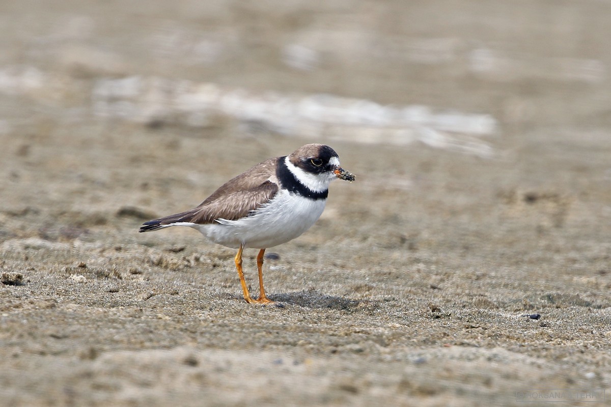 Semipalmated Plover - ML180639671
