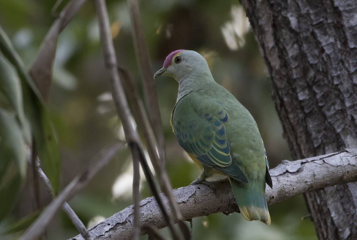 Rose-crowned Fruit-Dove - ML180642791