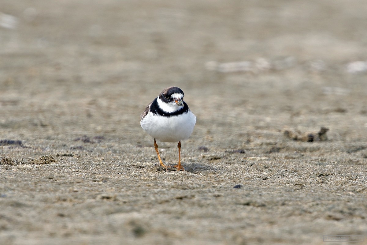 Semipalmated Plover - ML180643651