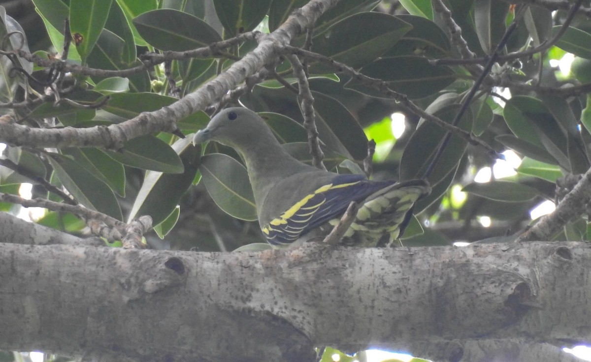 Andaman Green-Pigeon - Sahana M