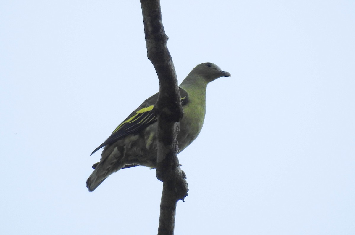 Андаманский зеленый голубь - ML180651651