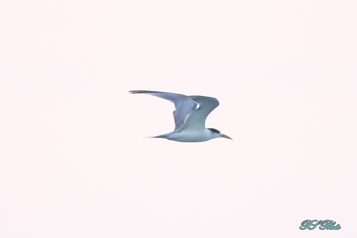 Great Crested Tern - Pary  Sivaraman