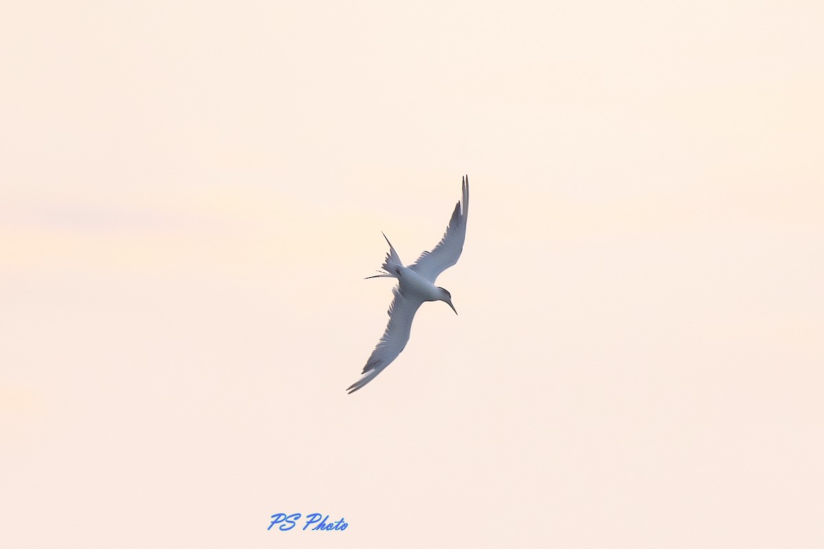 Great Crested Tern - Pary  Sivaraman