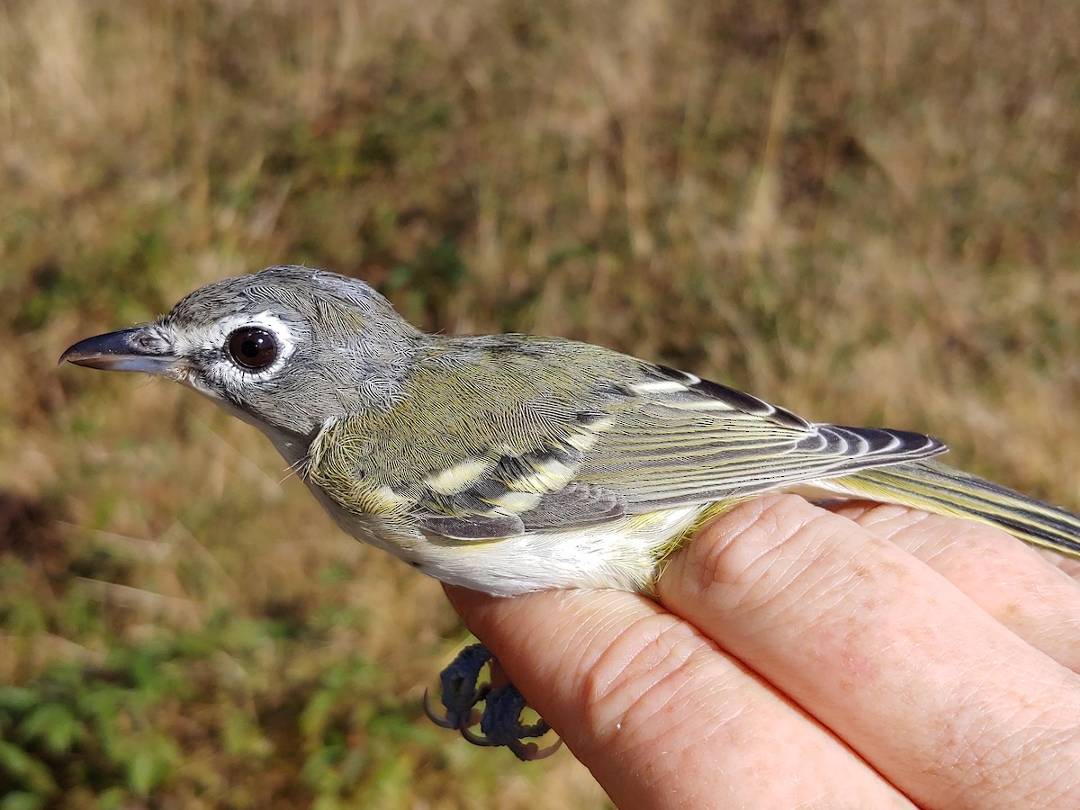 Blue-headed Vireo - Tracey Muise