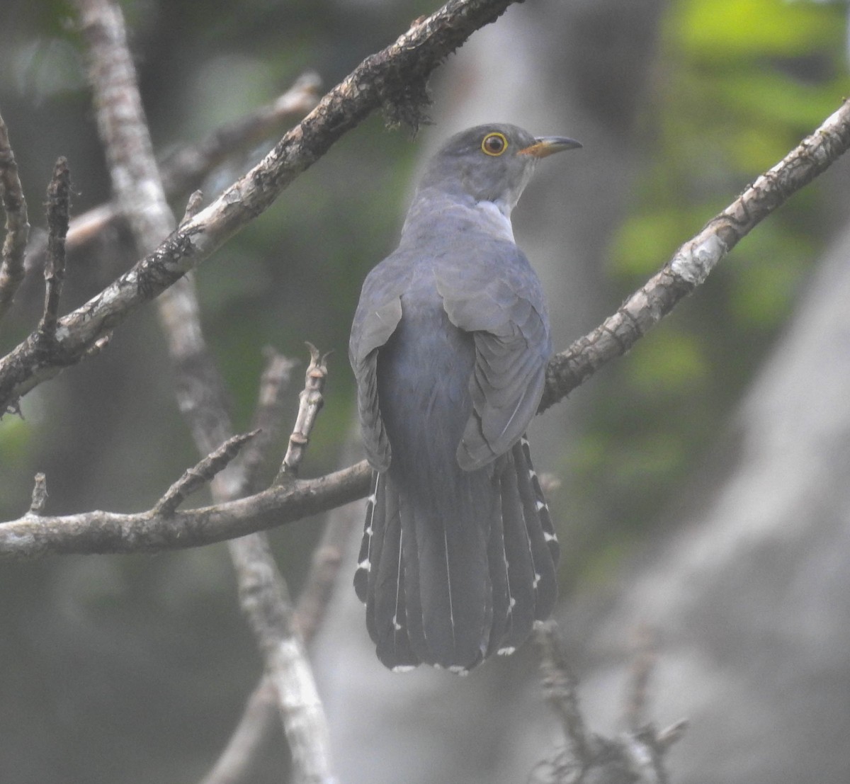 Indian Cuckoo - Sahana M