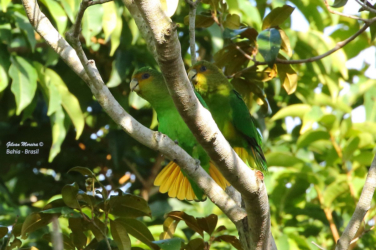 Golden-tailed Parrotlet - Gilvan Moreira