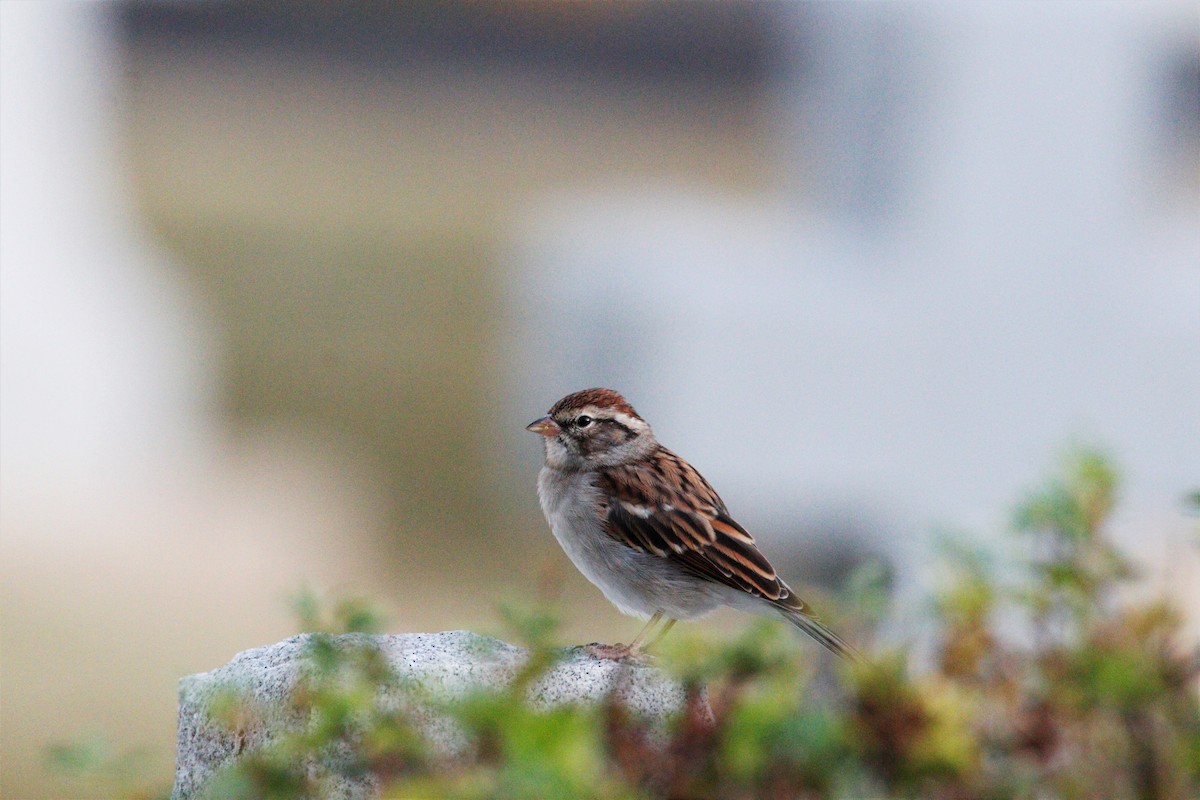 Chipping Sparrow - George Keller