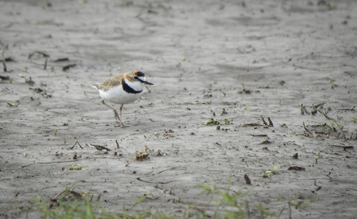 Collared Plover - federico nagel