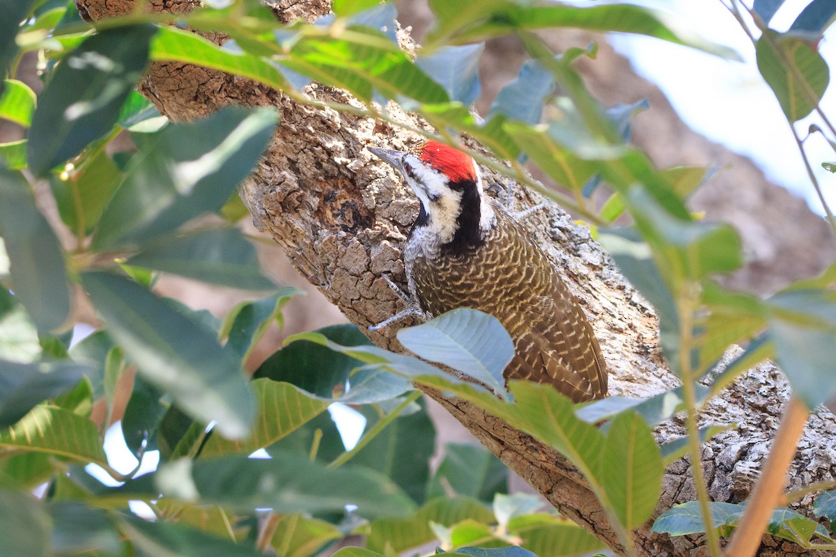 Bearded Woodpecker - Alistair Walsh