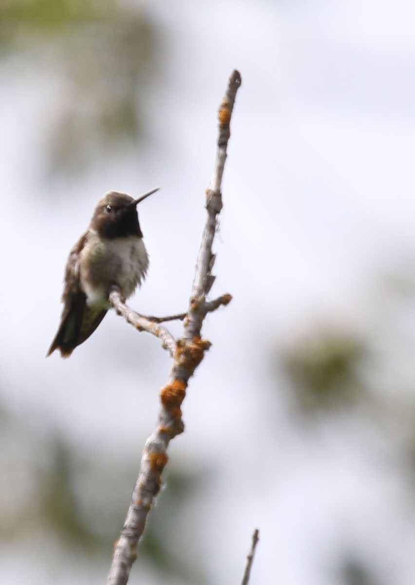 Black-chinned Hummingbird - ML180674931