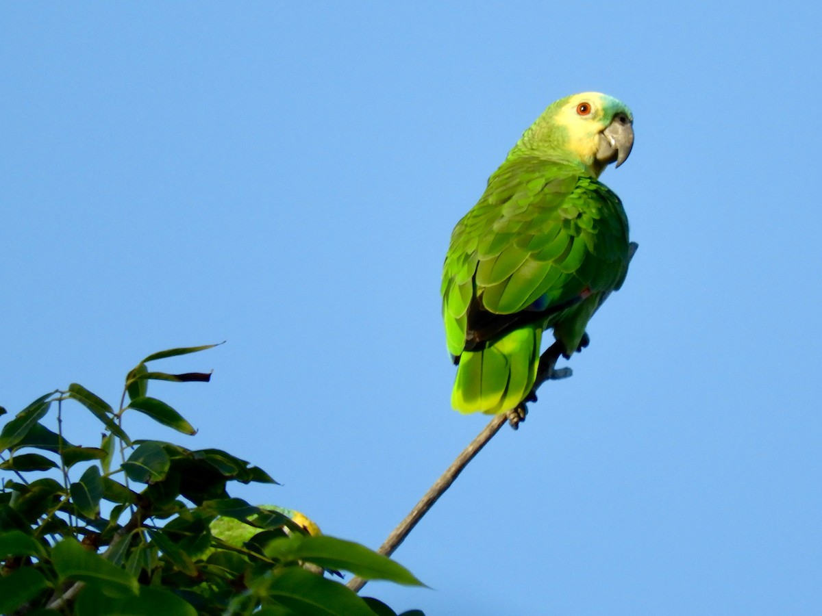 Turquoise-fronted Parrot - Scott Keyes