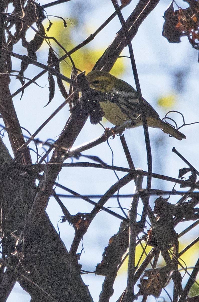 Black-throated Green Warbler - Harvey Rubenstein