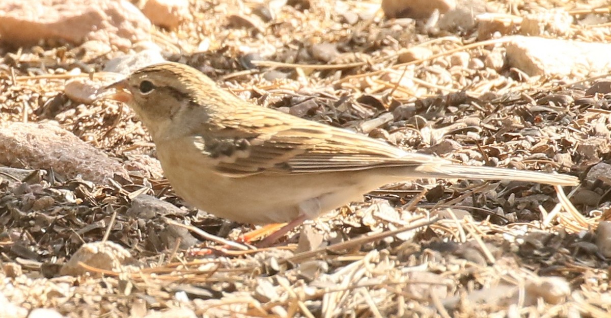 Chipping Sparrow - ML180679311