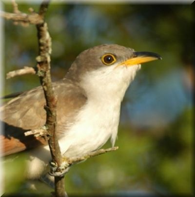 Yellow-billed Cuckoo - Nestor Herrera