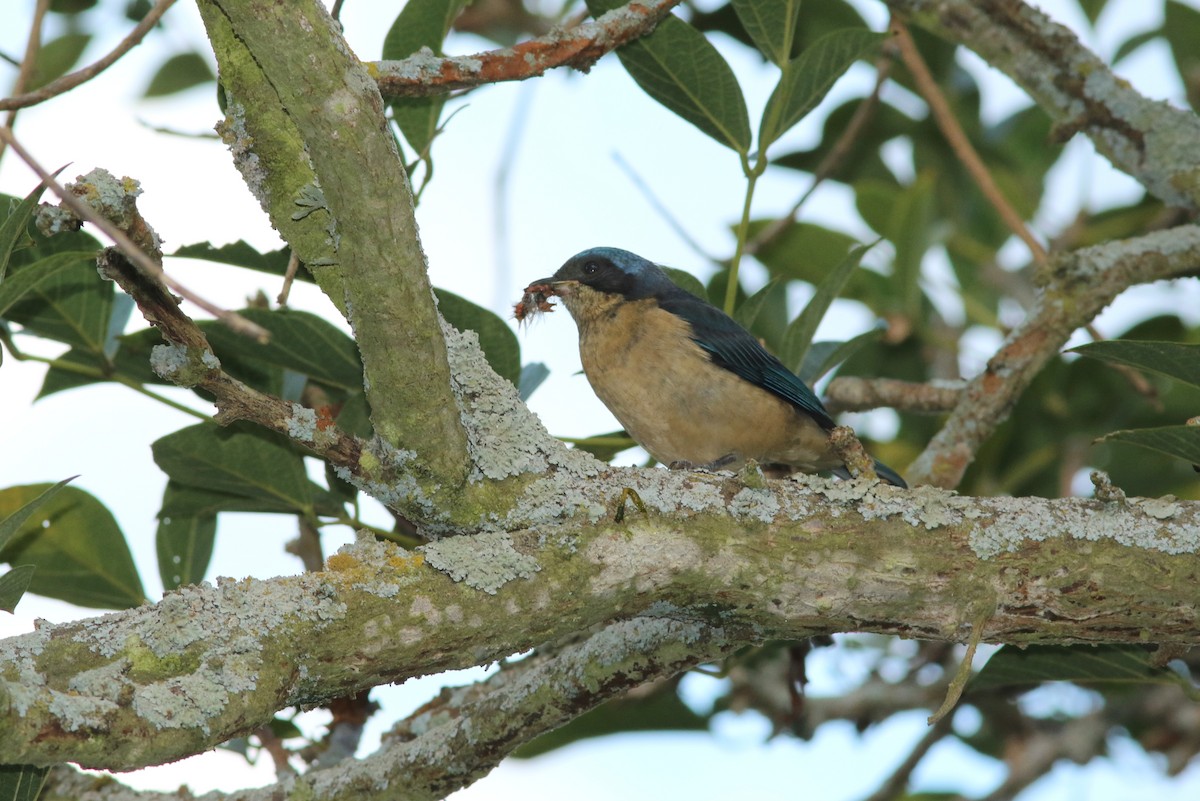 Fawn-breasted Tanager - ML180682741