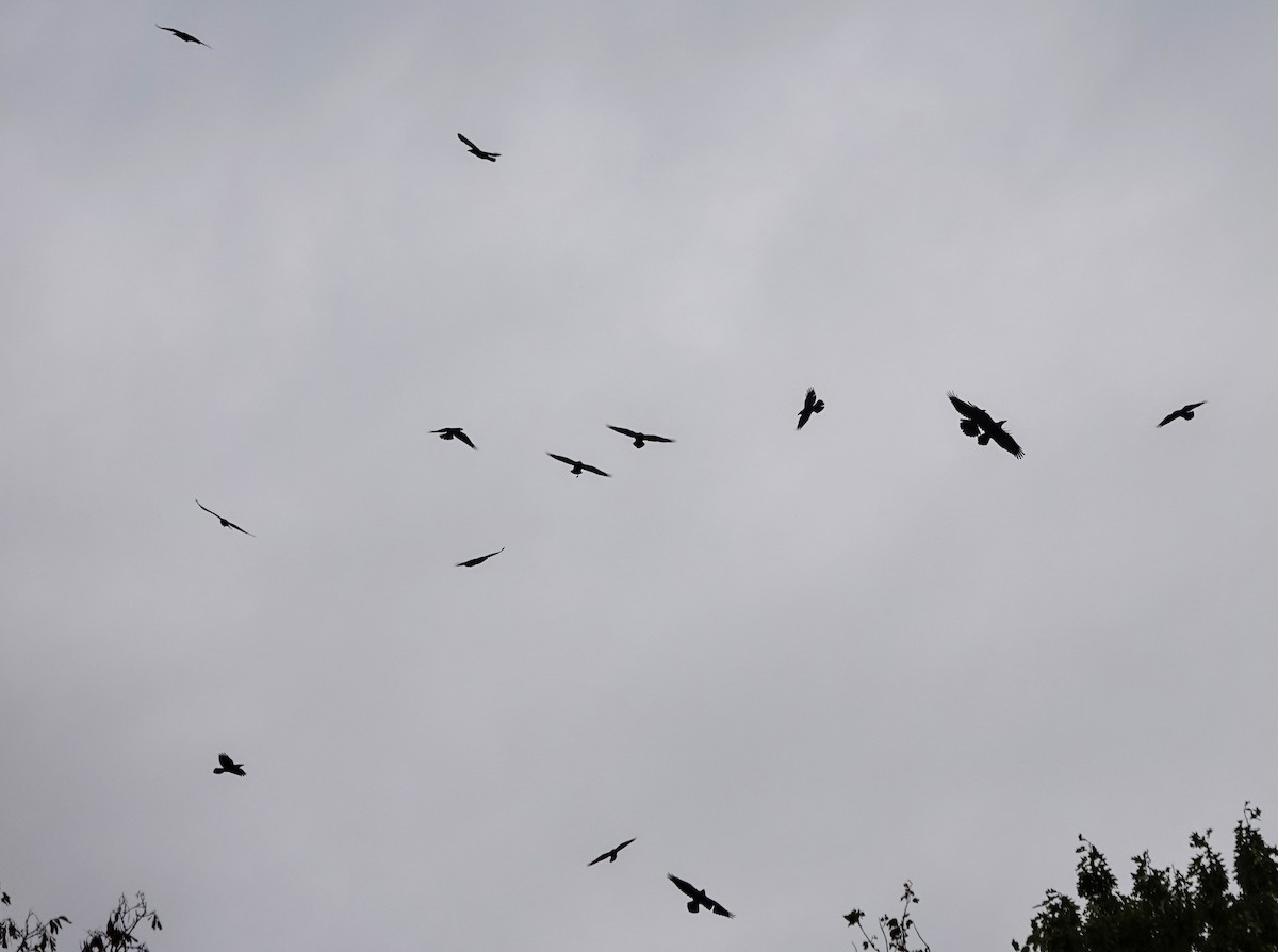 Common Raven - Clem Nilan