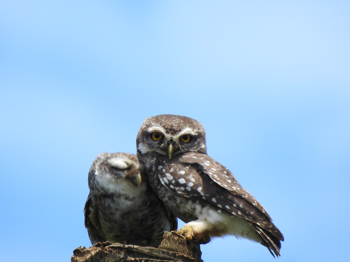 Spotted Owlet - ML180688041
