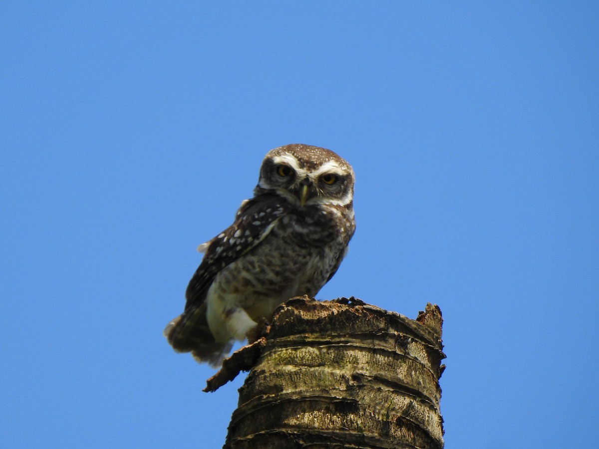 Spotted Owlet - ML180688261