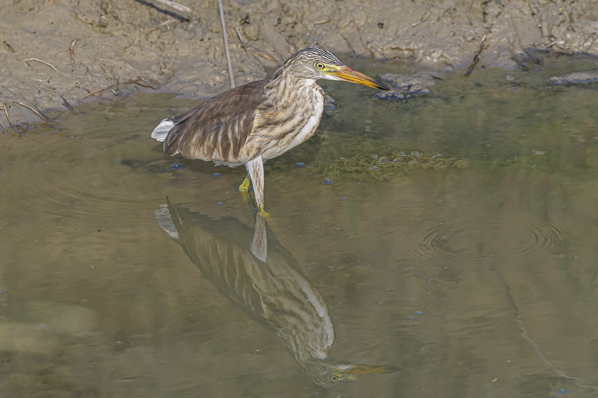 Indian Pond-Heron - Nitin Chandra