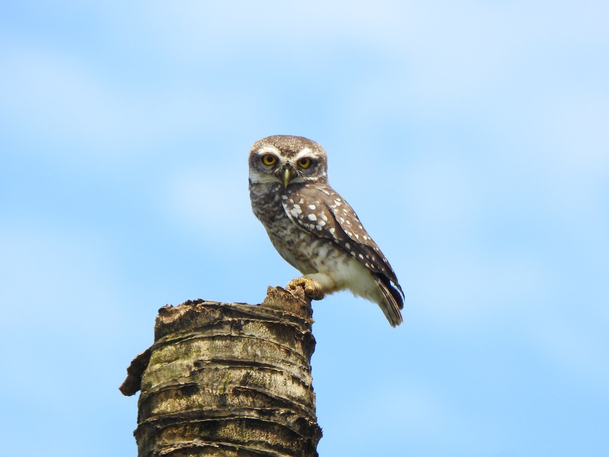 Spotted Owlet - ML180689671