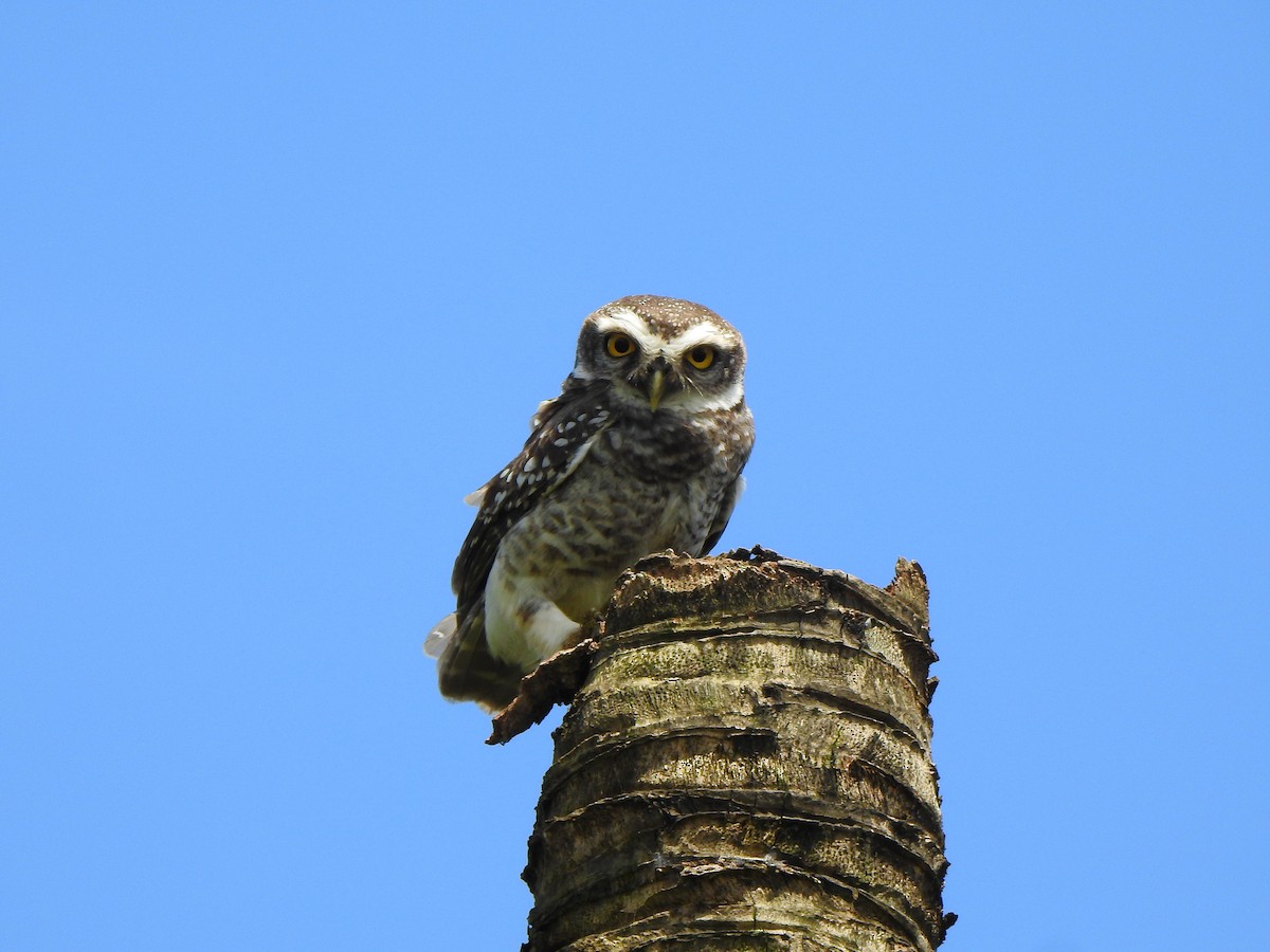 Spotted Owlet - ML180690021