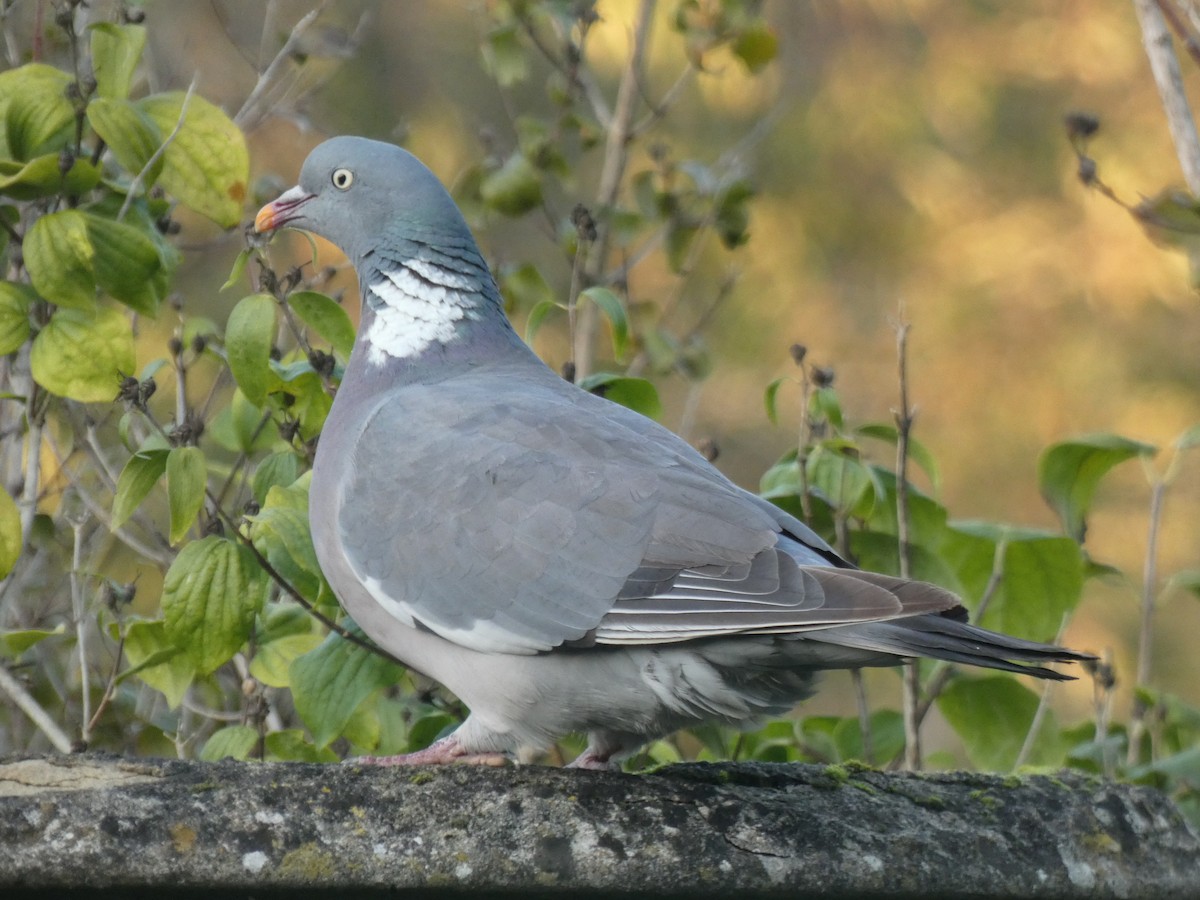 Common Wood-Pigeon (White-necked) - Pete Harrison