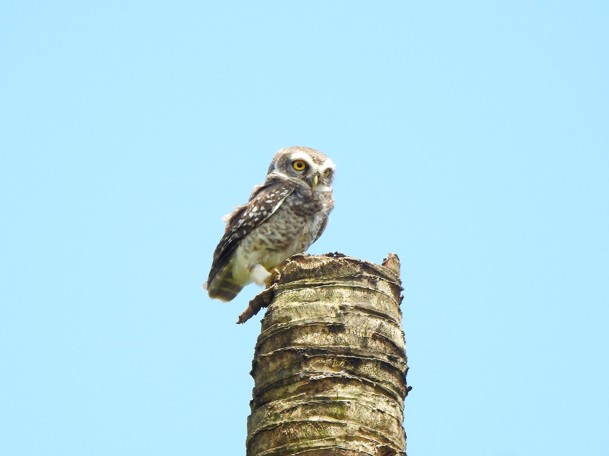 Spotted Owlet - ML180691181